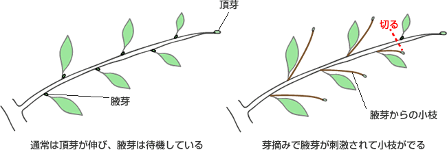http://bonsai.shinto-kimiko.com/kanri/img/metumi/wakime.gif