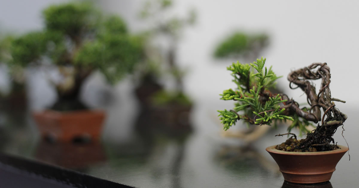 盆栽]真柏/半懸崖/斜幹BONSAI - 盆栽