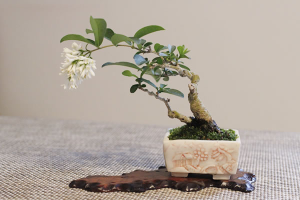 イボタの盆栽