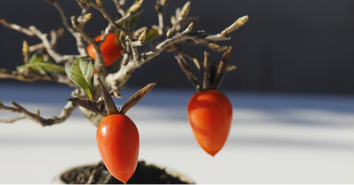 老鴉柿（ロウヤガキ）の育て方｜キミのミニ盆栽びより