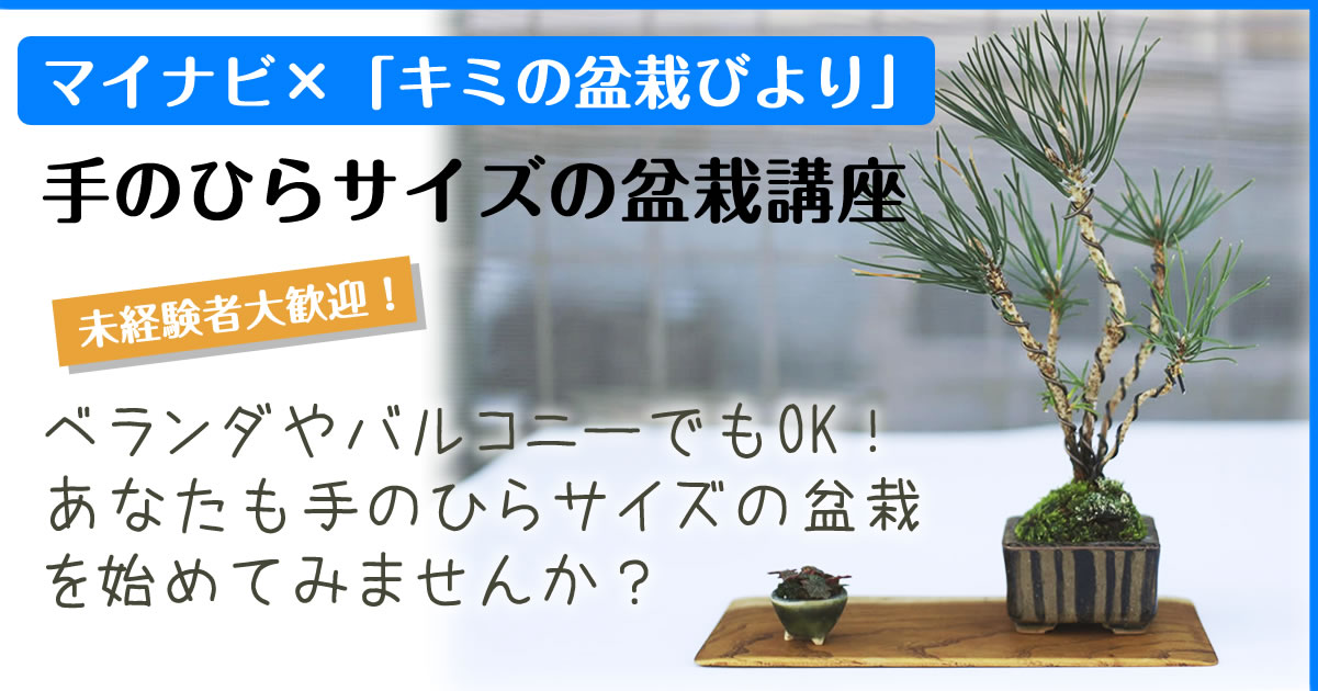 19年1月マイナビ 新宿での盆栽ワークショップ キミのミニ盆栽びより