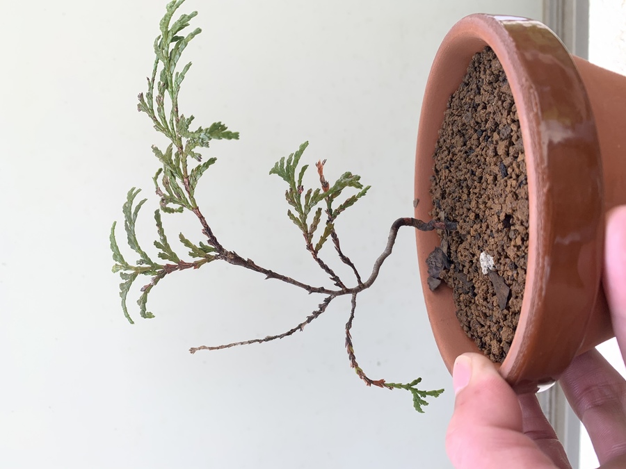 檜 ヒノキ の魅力 キミのミニ盆栽びより 檜 ヒノキ の魅力 キミのミニ盆栽びより