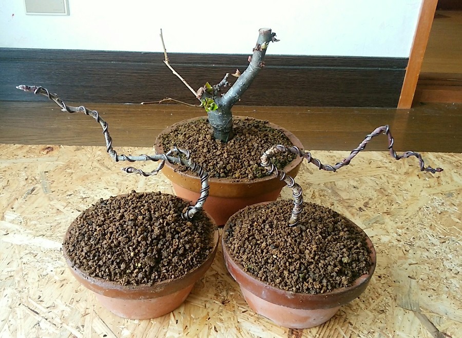 木瓜 ボケ の魅力 キミのミニ盆栽びより 木瓜 ボケ の魅力 キミのミニ盆栽びより