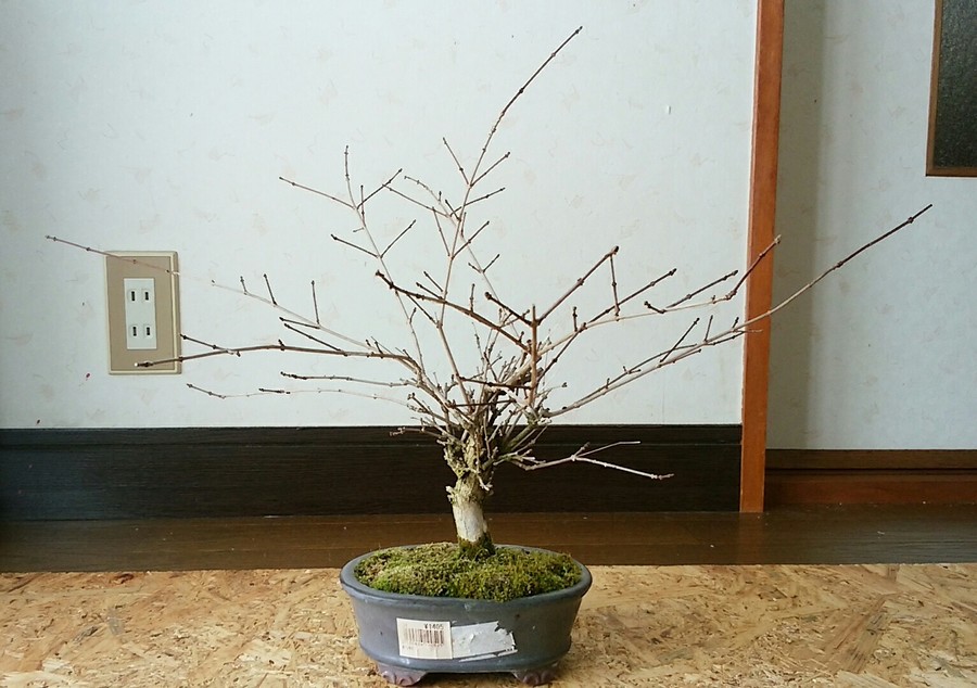 木瓜 ボケ の魅力 キミのミニ盆栽びより 木瓜 ボケ の魅力 キミのミニ盆栽びより