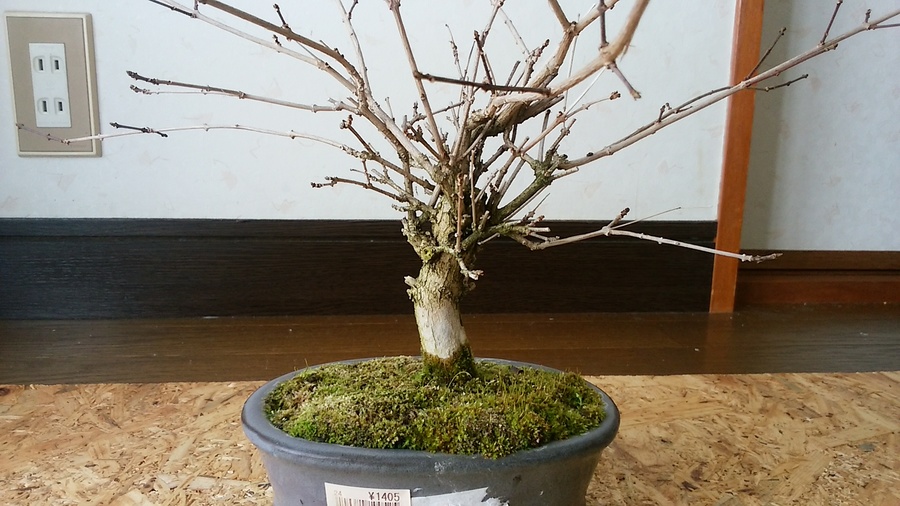 木瓜 ボケ の魅力 キミのミニ盆栽びより 木瓜 ボケ の魅力 キミのミニ盆栽びより