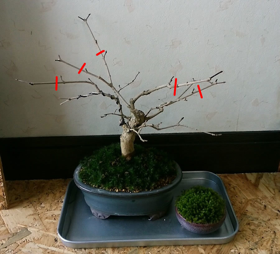 ウツギの育て方 キミのミニ盆栽びより ウツギの育て方 キミのミニ盆栽びより