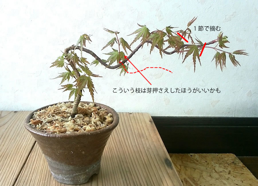 モミジ 紅葉 の育て方 キミのミニ盆栽びより モミジ 紅葉 の育て方 キミのミニ盆栽びより