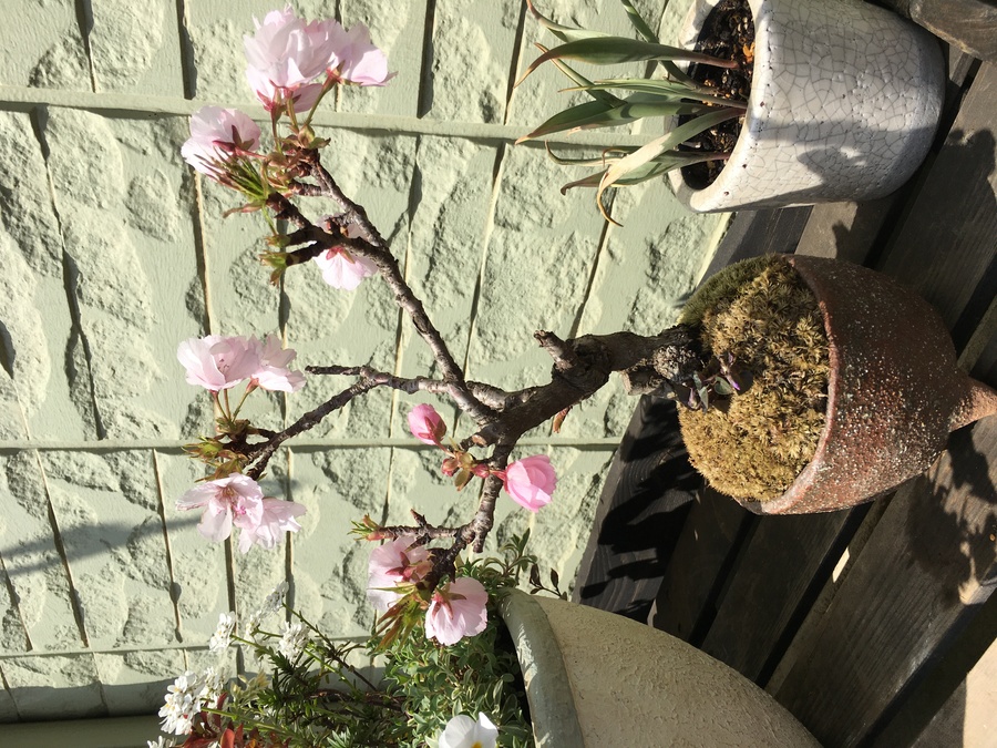サクラ 桜 の育て方 キミのミニ盆栽びより サクラ 桜 の育て方 キミのミニ盆栽びより