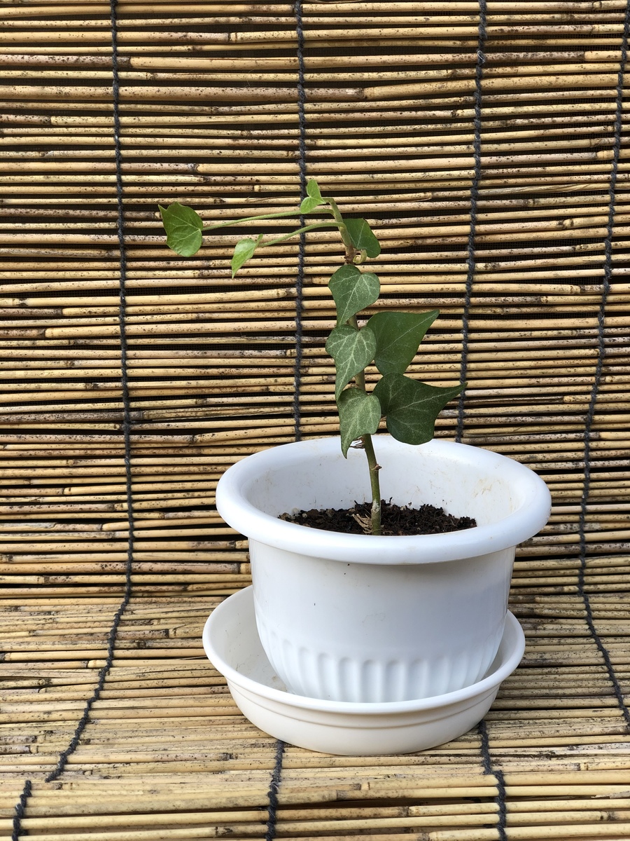 蔦 ツタ の育て方 キミのミニ盆栽びより 蔦 ツタ の育て方 キミのミニ盆栽びより