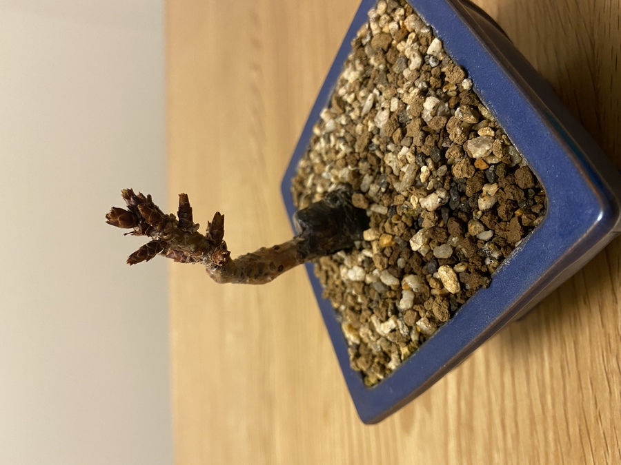 サクラ 桜 の育て方 キミのミニ盆栽びより サクラ 桜 の育て方 キミのミニ盆栽びより