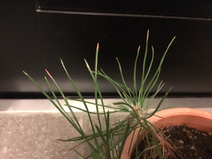 黒松 クロマツ の育て方 キミのミニ盆栽びより 黒松 クロマツ の育て方 キミのミニ盆栽びより