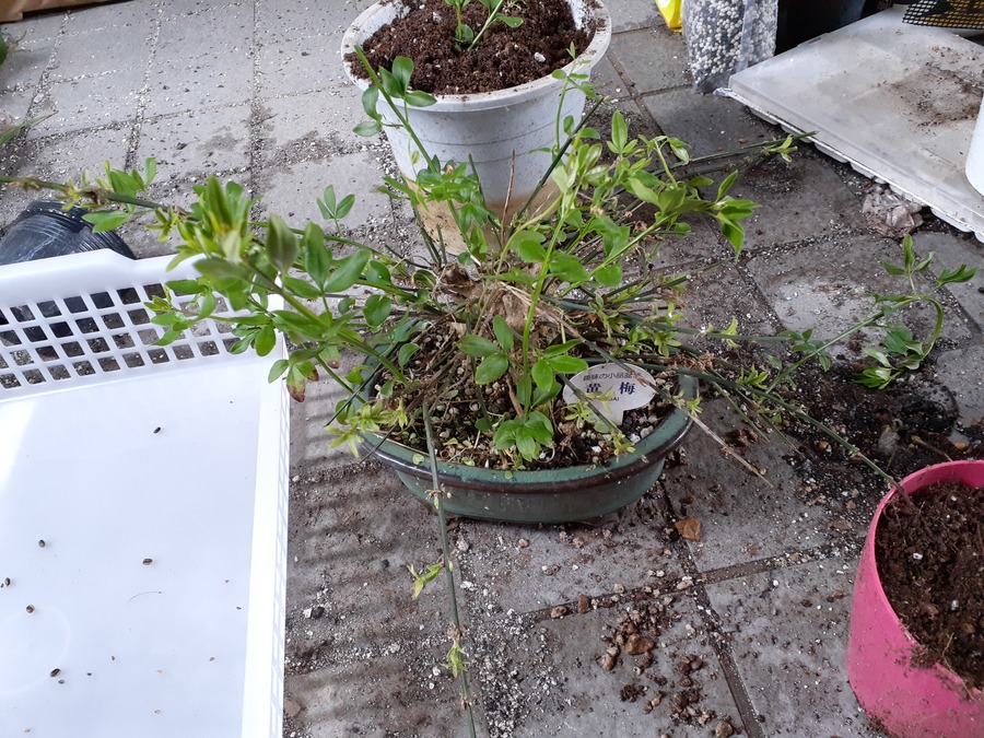 オウバイの育て方 キミのミニ盆栽びより