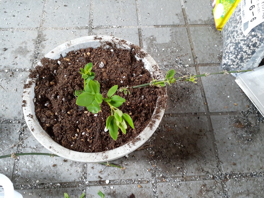 オウバイの育て方 キミのミニ盆栽びより