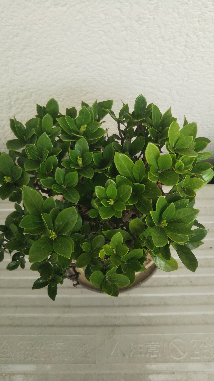 クチナシ 梔子 の育て方 キミのミニ盆栽びより クチナシ 梔子 の育て方 キミのミニ盆栽びより