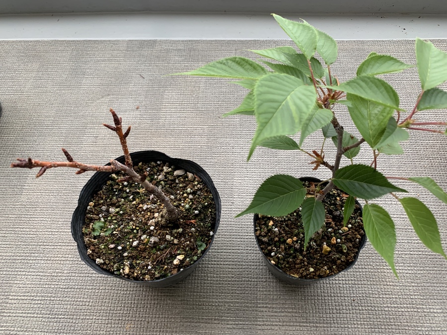 桜 サクラ の剪定 キミのミニ盆栽びより 桜 サクラ の剪定 キミのミニ盆栽びより