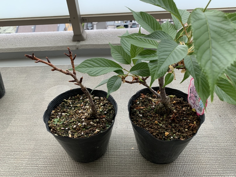 桜 サクラ の剪定 キミのミニ盆栽びより 桜 サクラ の剪定 キミのミニ盆栽びより