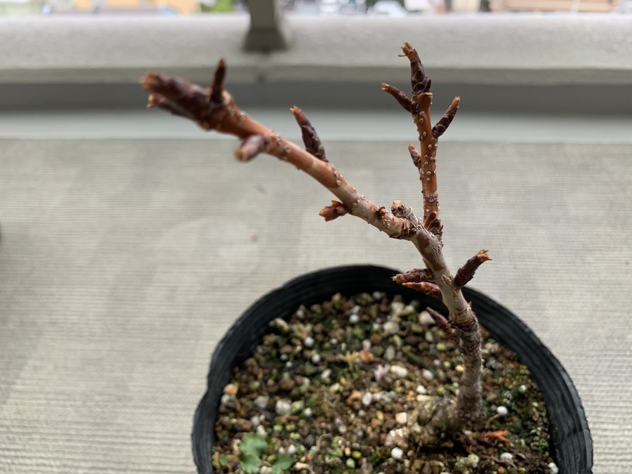 桜 サクラ の剪定 キミのミニ盆栽びより 桜 サクラ の剪定 キミのミニ盆栽びより