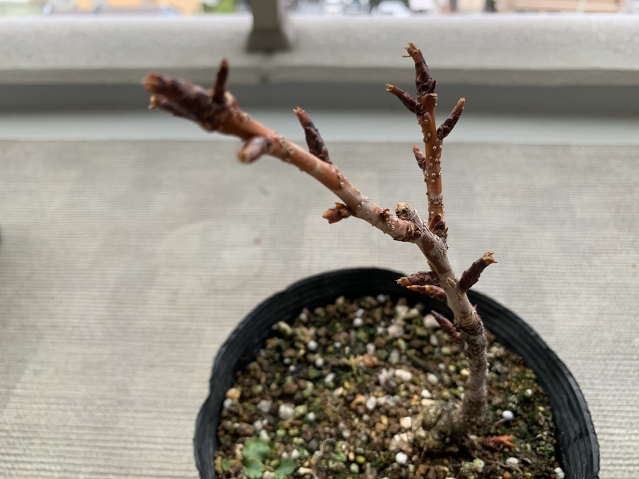 桜 サクラ の剪定 キミのミニ盆栽びより