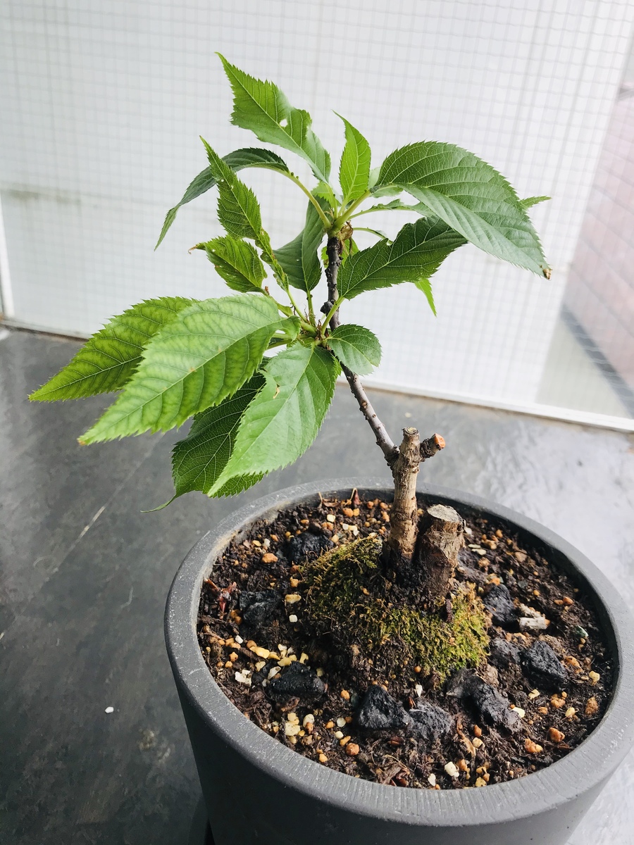桜 サクラ の剪定 キミのミニ盆栽びより 桜 サクラ の剪定 キミのミニ盆栽びより