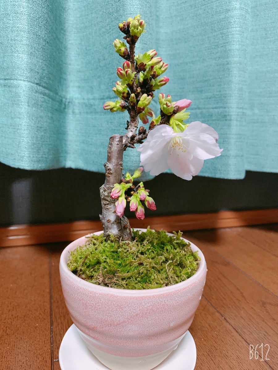 サクラ 桜 の育て方 キミのミニ盆栽びより
