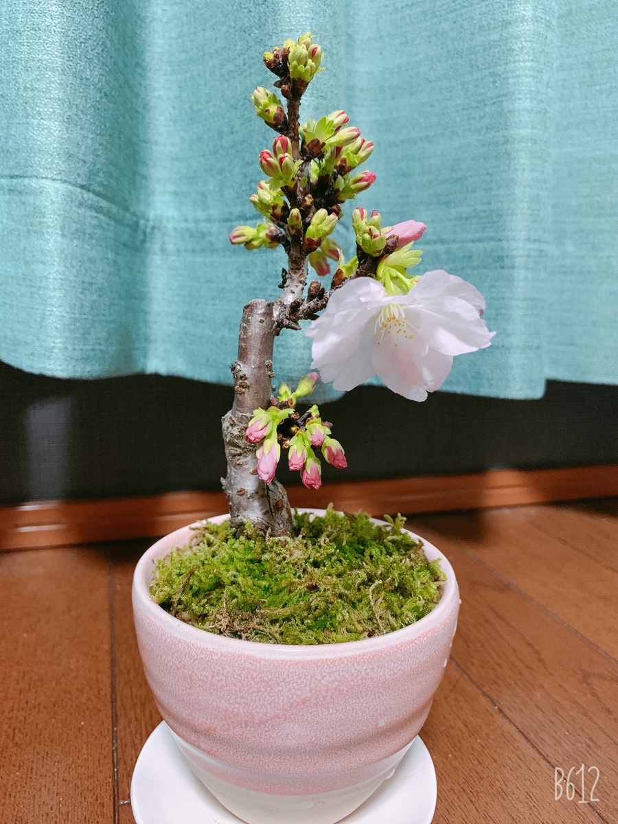 サクラ 桜 の育て方 キミのミニ盆栽びより サクラ 桜 の育て方 キミのミニ盆栽びより