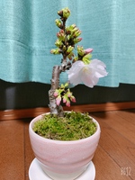 サクラ 桜 の育て方 キミのミニ盆栽びより サクラ 桜 の育て方 キミのミニ盆栽びより