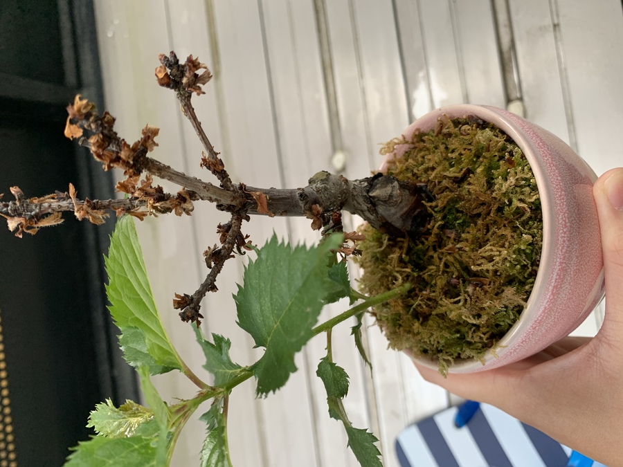 サクラ 桜 の育て方 キミのミニ盆栽びより