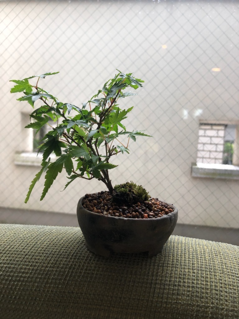 モミジ 紅葉 の育て方 キミのミニ盆栽びより モミジ 紅葉 の育て方 キミのミニ盆栽びより