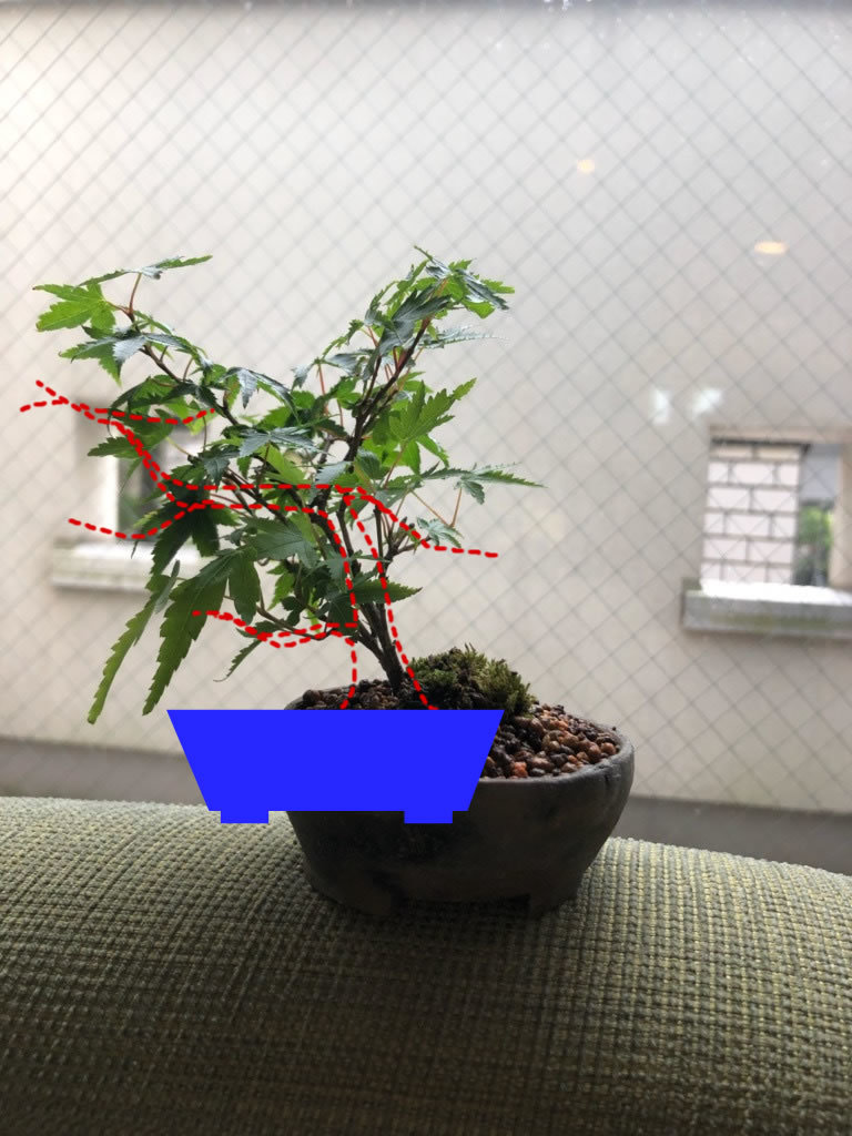 モミジ 紅葉 の育て方 キミのミニ盆栽びより モミジ 紅葉 の育て方 キミのミニ盆栽びより