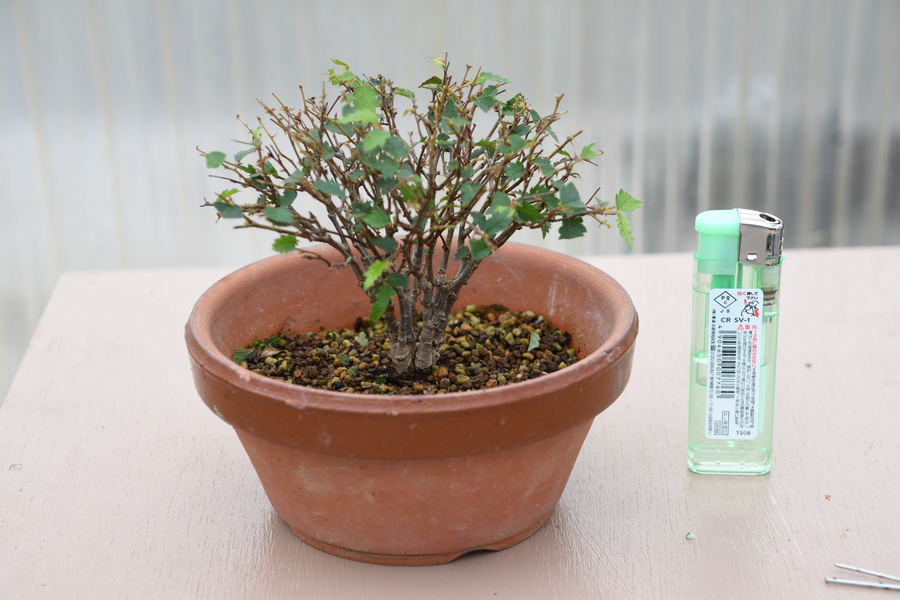欅 ケヤキ の育て方 キミのミニ盆栽びより 欅 ケヤキ の育て方 キミのミニ盆栽びより