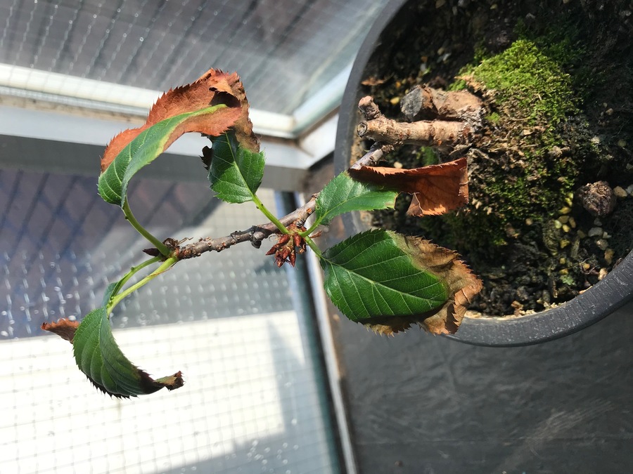 桜 サクラ の剪定 キミのミニ盆栽びより 桜 サクラ の剪定 キミのミニ盆栽びより