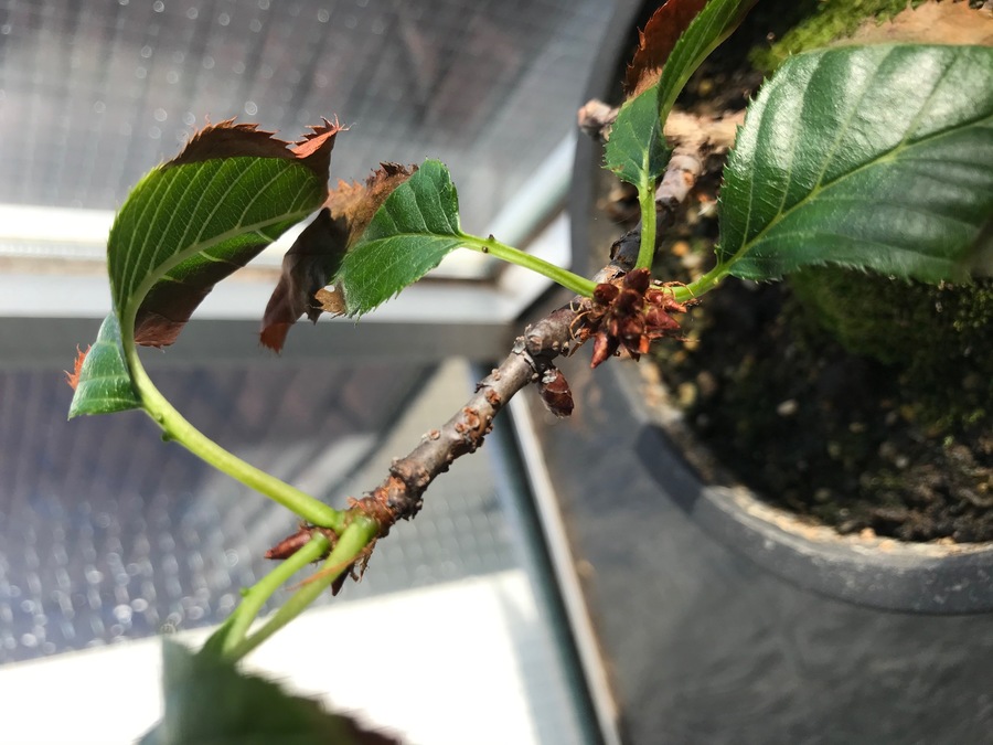桜 サクラ の剪定 キミのミニ盆栽びより 桜 サクラ の剪定 キミのミニ盆栽びより