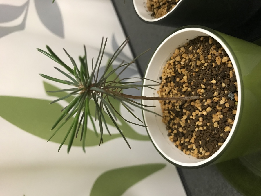 黒松 クロマツ の育て方 キミのミニ盆栽びより 黒松 クロマツ の育て方 キミのミニ盆栽びより