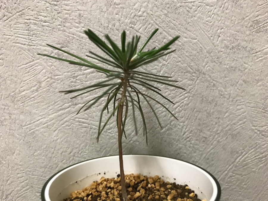 黒松 クロマツ の育て方 キミのミニ盆栽びより 黒松 クロマツ の育て方 キミのミニ盆栽びより
