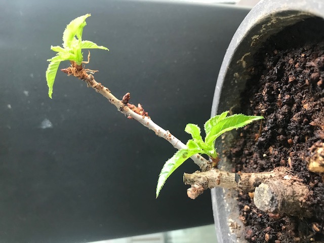 桜 サクラ の剪定 キミのミニ盆栽びより 桜 サクラ の剪定 キミのミニ盆栽びより