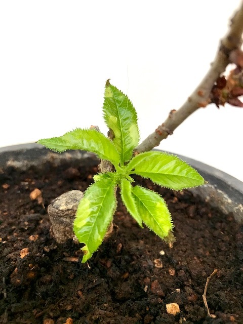 桜 サクラ の剪定 キミのミニ盆栽びより 桜 サクラ の剪定 キミのミニ盆栽びより