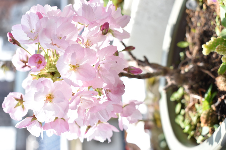 桜 サクラ の剪定 キミのミニ盆栽びより 桜 サクラ の剪定 キミのミニ盆栽びより