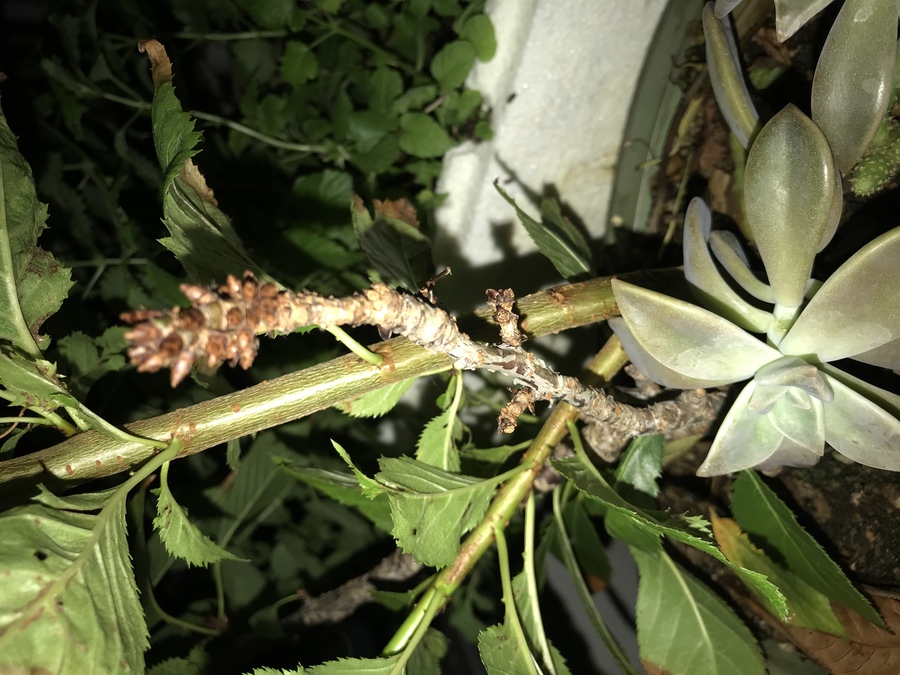 桜 サクラ の剪定 キミのミニ盆栽びより 桜 サクラ の剪定 キミのミニ盆栽びより