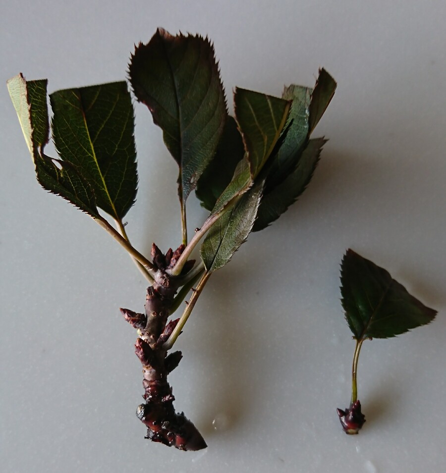 桜 サクラ の剪定 キミのミニ盆栽びより 桜 サクラ の剪定 キミのミニ盆栽びより