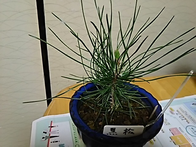 黒松 クロマツ の剪定 キミのミニ盆栽びより 黒松 クロマツ の剪定 キミのミニ盆栽びより