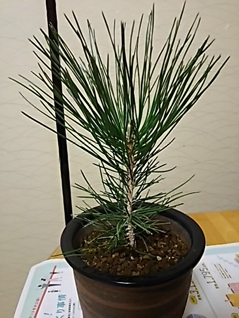 クロマツ 黒松 の剪定 キミのミニ盆栽びより クロマツ 黒松 の剪定 キミのミニ盆栽びより