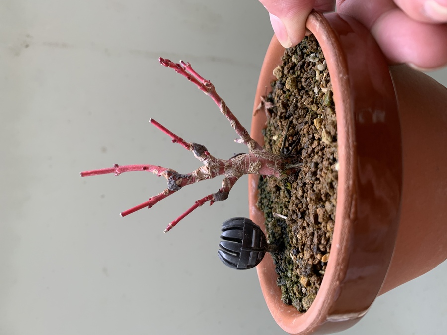 モミジ 紅葉 の育て方 キミのミニ盆栽びより モミジ 紅葉 の育て方 キミのミニ盆栽びより