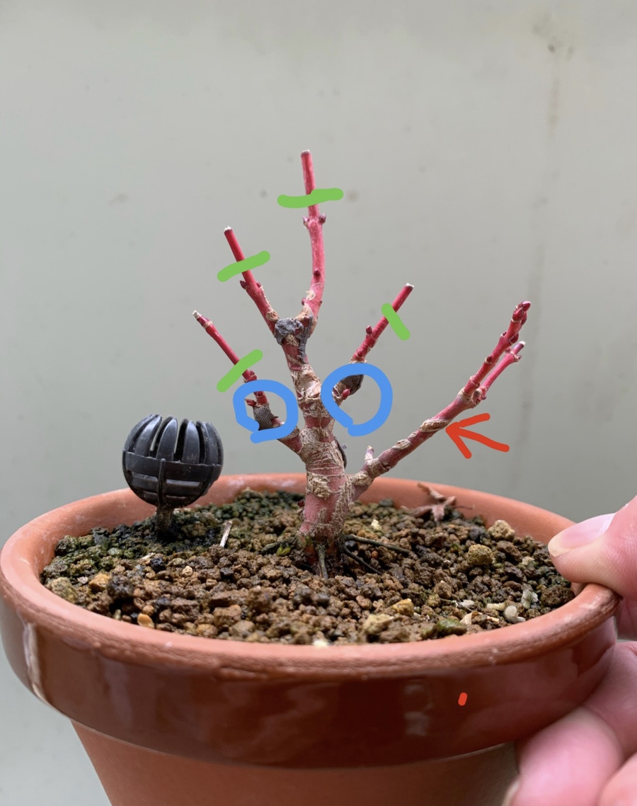 モミジ 紅葉 の育て方 キミのミニ盆栽びより モミジ 紅葉 の育て方 キミのミニ盆栽びより