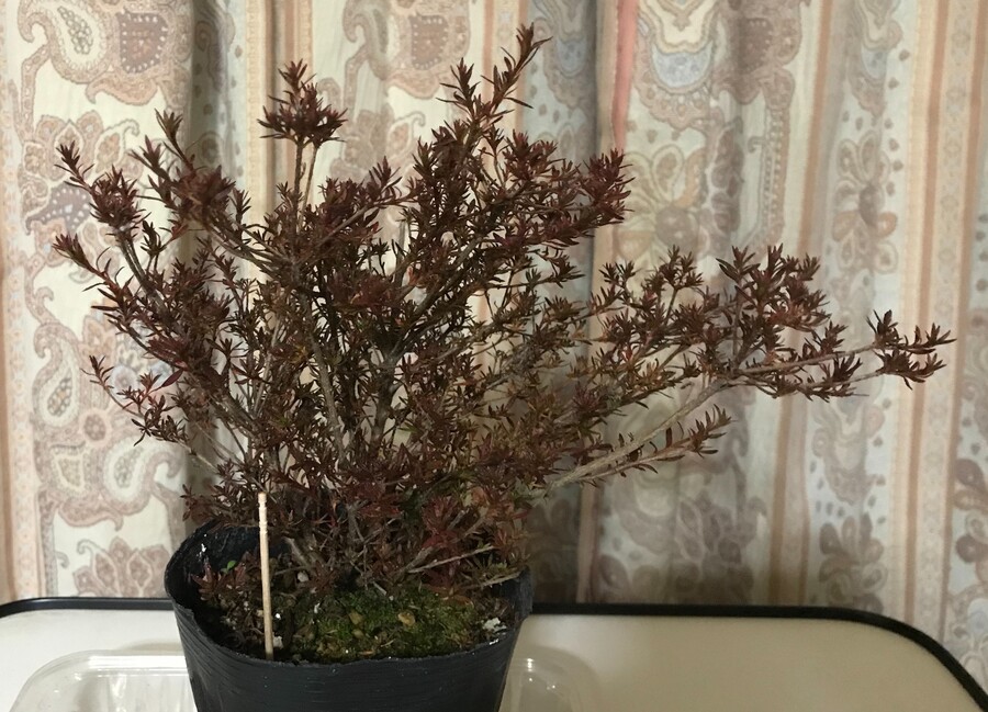 皐月 サツキ の魅力 キミのミニ盆栽びより 皐月 サツキ の魅力 キミのミニ盆栽びより