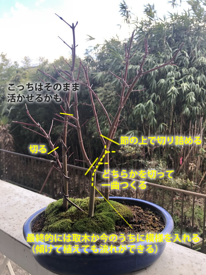 モミジ 紅葉 の育て方 キミのミニ盆栽びより モミジ 紅葉 の育て方 キミのミニ盆栽びより