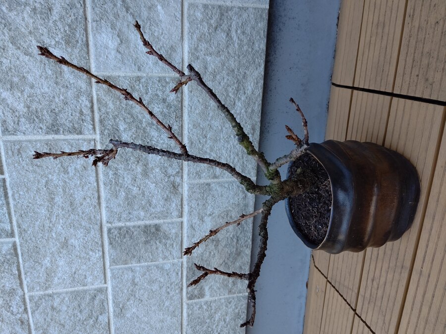 サクラ 桜 の育て方 キミのミニ盆栽びより サクラ 桜 の育て方 キミのミニ盆栽びより