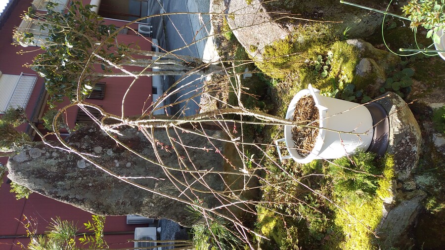 盆栽の植え替え キミのミニ盆栽びより 盆栽の植え替え キミのミニ盆栽びより