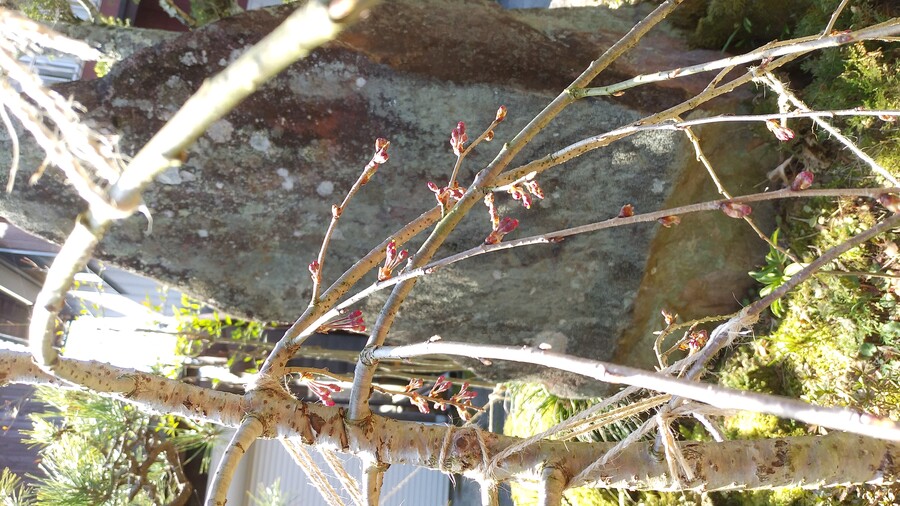 盆栽の植え替え キミのミニ盆栽びより 盆栽の植え替え キミのミニ盆栽びより