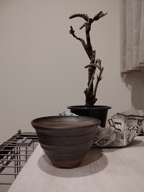 フジ 藤 の育て方 キミのミニ盆栽びより フジ 藤 の育て方 キミのミニ盆栽びより