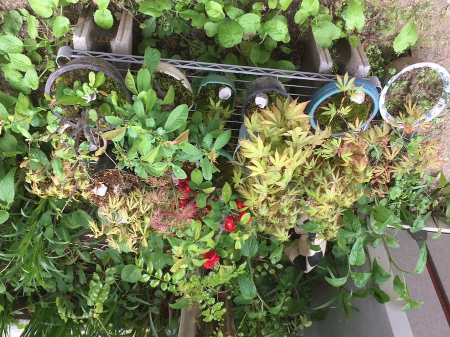 縮緬葛 チリメンカズラ の育て方 キミのミニ盆栽びより 縮緬葛 チリメンカズラ の育て方 キミのミニ盆栽びより